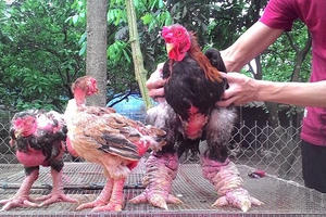 Đưa giống gà 'quý tộc' về vùng đất cằn nắng gió