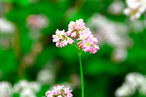 Lễ hội Hoa tam giác mạch 2016