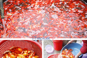 Chợ cá lớn nhất Hà Nội "đỏ rực" trước ngày cúng ông Công, ông Táo