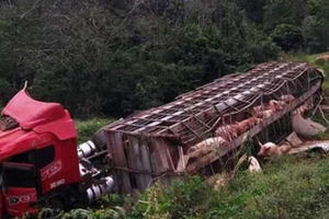 Xe tải chở 120 con lợn bị lật, người dân nhiệt tình tới hôi của