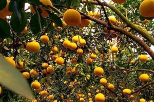 Bưởi Diễn 5 nghìn đồng/quả, đầu mùa loạn giá coi chừng dính lừa