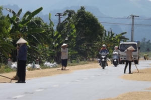 Hà Nội: Tỉnh lộ ĐT 429B biến thành sân phơi thóc lúa