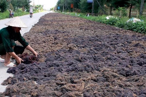 Thu "lộc trời cho" từ biển kiếm hàng chục triệu