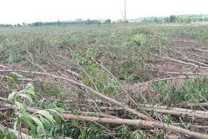 Đồng Nai: Lộ diện "thủ phạm" đốn hạ hơn 10ha rừng tràm trong một đêm