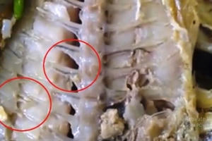 Sinh viên lo lắng trước tình trạng thực phẩm, thực phẩm không an toàn