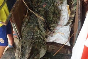 Hi hữu: Giữa Hà Nội bắt được cá sấu 70kg