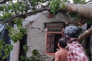 Lốc xoáy càn quét quật đổ cây lớn, thổi bay mái nhà dân