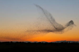 Chùm ảnh “bầy chim khiêu vũ trên bầu trời” khiến người xem ngỡ ngàng