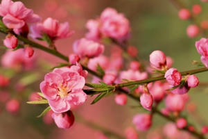 Mời viết bài cho Báo Pháp luật Việt Nam Xuân Đinh Dậu 2017