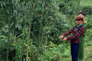 Lào Cai: Khởi tố anh trai tàn nhẫn xuống tay giết em ruột mới 3 tuổi vì việc chia đất