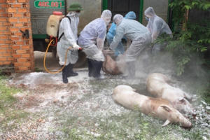 Xuất hiện dịch tả lợn châu Phi ở Đắk Lắk