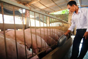 Tại sao heo 'chuẩn VietGAP' vẫn 'ngậm' chất cấm?