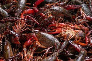 Tăng cường kiểm soát tôm càng đỏ Tăng cường kiểm soát tôm càng đỏ