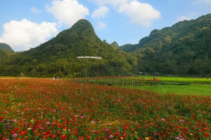 Bên trong thung lũng hoa lớn nhất Việt Nam