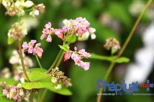 Ngỡ ngàng trước vẻ đẹp của hoa tam giác mạch khoe sắc giữa Hà Nội