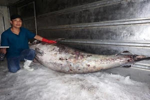 Cận cảnh cá ngừ vây xanh 'khủng' gần 350kg
