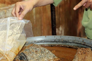 Giòi bò lúc nhúc trong ụ mắm