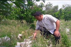 Hàng loạt nông dân điêu đứng vì mô hình “liên kết rởm”