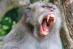 Báo Úc cảnh báo rủi ro khi đi du lịch Đông Nam Á dịp giáng sinh và năm mới Báo Úc cảnh báo rủi ro khi đi du lịch Đông Nam Á dịp giáng sinh và năm mới