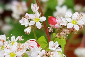 Trước “giờ G”, Hà Giang đã sẵn sàng cho Lễ hội hoa Tam giác mạch