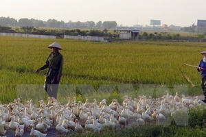 Tiếp tục ghi nhận thêm ổ dịch cúm gia cầm tại Vĩnh Long