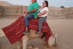 "Cười không ngậm được mồm" khoảnh khắc du khách cưỡi lạc đà