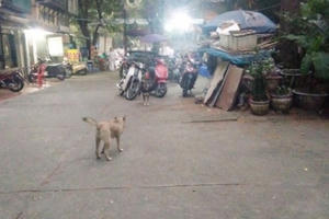 Hà Nội: Mạnh tay dẹp chó thả rông