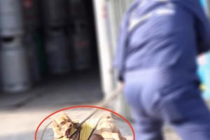 Bắt chó thả rông: Nghề "nghe chửi"