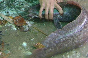 Câu được cá trê 'khủng' dài gần 1 mét