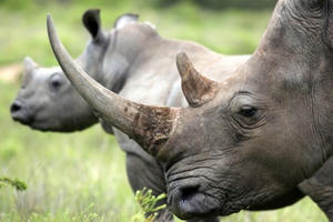 Thế giới sẽ ngập tràn sừng tê giác giả làm từ lông ngựa?