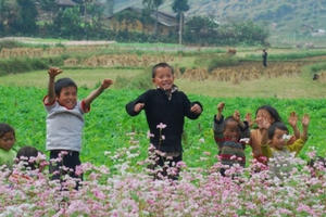 Chùm ảnh ấn tượng về vẻ đẹp hoa Tam giác mạch Hà Giang