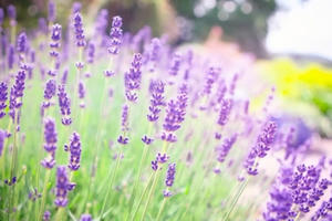 Tuyệt phẩm hình nền hoa đẹp dành cho phụ nữ ngày 20/10