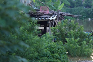 Người trồng quất "méo mặt" vì nước sông Hồng dâng cao Người trồng quất "méo mặt" vì nước sông Hồng dâng cao