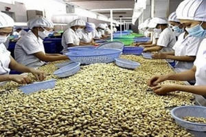 Điểm báo ngày 20/6/2017: 100.000 tấn điều kẹt cứng ở cảng