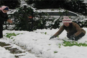 Công điện hỏa tốc chỉ đạo ứng phó rét đậm, rét hại