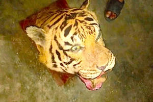 Mở tủ lạnh phát hiện hổ, đầu hổ phía trong Mở tủ lạnh phát hiện hổ, đầu hổ phía trong