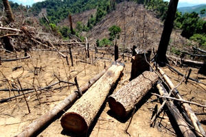 Thủ tướng yêu cầu xử lý nghiêm các vụ phá rừng tại Quảng Nam