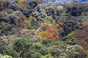 Bán đảo Sơn Trà mùa 'thay áo'
