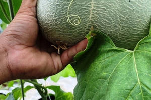 Bỏ việc về quê làm nông dân, chàng trai lãi ròng 500 triệu đồng/năm