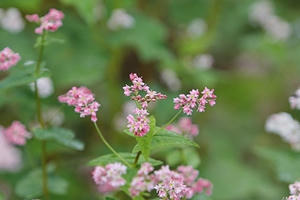 Ngắm hoa tam giác mạch đẹp mơ màng giữa núi rừng Tây Bắc