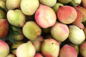 Bí quyết chọn đào ngon khó cưỡng