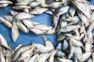 Thanh Hóa: Tăng cường kiểm soát thủy, hải sản không rõ nguồn gốc Thanh Hóa: Tăng cường kiểm soát thủy, hải sản không rõ nguồn gốc