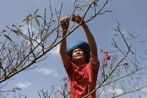 Đào Nhật Tân bén rễ giữa Tây Nguyên, mở ra “mùa vàng” cho nhà vườn Đắk Lắk