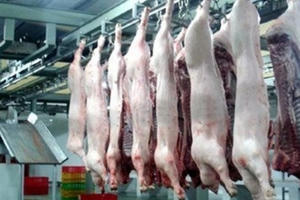 Lý giải vì sao không được giết vật nuôi trước mặt đồng loại Lý giải vì sao không được giết vật nuôi trước mặt đồng loại