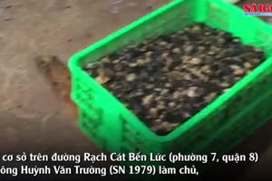 Video: "Đột kích" cơ sở kinh doanh ốc, phát hiện gần 2 tấn ốc ngâm hóa chất độc hại