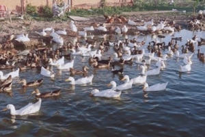 Nông dân Nhơn Trạch khấm khá nhờ nuôi vịt đồng