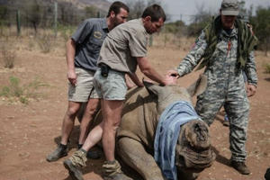 “Mắt xích” Việt Nam trong các vụ săn bắn trộm tê giác ở châu Phi