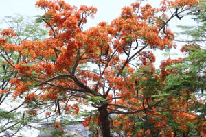 Phượng vĩ đỏ rực trong nắng sớm Hà Nội