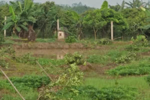 Hưng Yên: Kẻ gian nào phá hoại 3 sào cây ăn quả của người dân trong đêm?