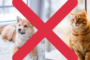 Hội An "nói không" với việc ăn thịt chó, mèo